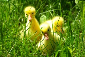 cute gosling in green grass